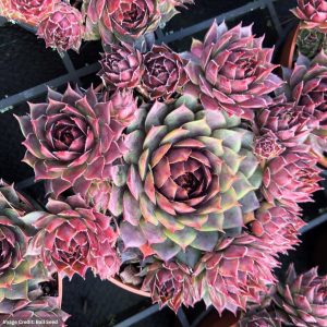 Hens and Chicks (Sempervivum) – Colorockz® Blushing Garnet – 1 Qt Container