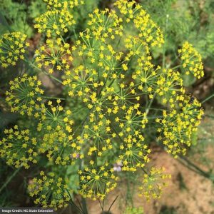 Golden Alexander (Zizia Aptera) - Heart Leaf - 3 Qt Container