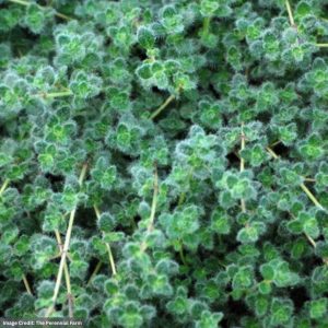 Woolly Thyme (Thymus Pseudolanuginosus) – 1 Qt Container