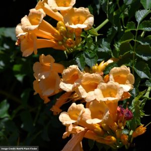 Trumpet Vine (Campsis radicans) – Yellow – #2 Container