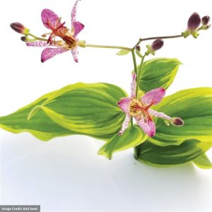 Toad Lily (Tricyrtis) - Samurai - #1 Container