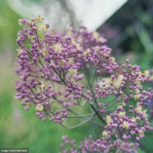 Meadow Rue (Thalictrum) - Anne - #1 Container
