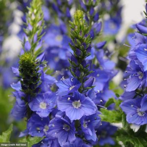 Speedwell (Veronica) - Venice Blue - #1 Container