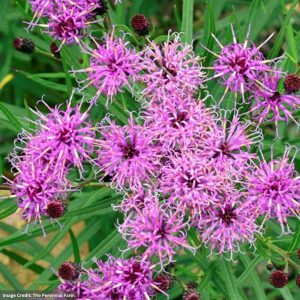 Narrowleaf Ironweed (Vernonia angustifolia) - Plum Peachy - #1 Container