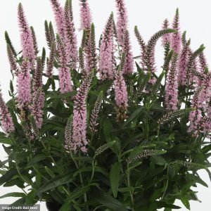 Speedwell (Veronica) - Candela Pink - #1 Container