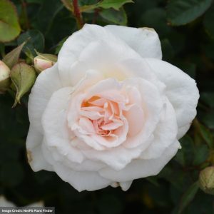 Rose (Climbing) – New Dawn – #3 Container