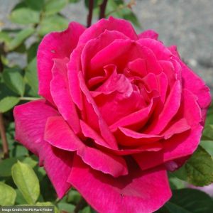 Rose (Hybrid Tea) – Chrysler Imperial – #3 Container