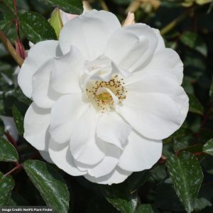 Rose (Climbing) – Iceberg – #3 Container
