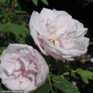 Rose (Rugosa) – Snow Pavement – #3 Container