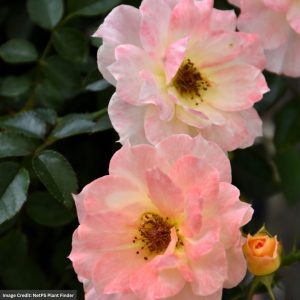 Rose (Shrub) – Oso Easy Italian Ice – #2 Container
