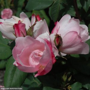 Rose – Blushing Knock Out – #2 Container