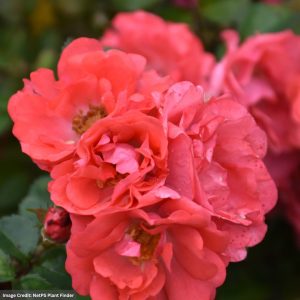 Rose – Drift Coral – #2 Container
