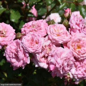 Rose – Drift Sweet – #2 Container