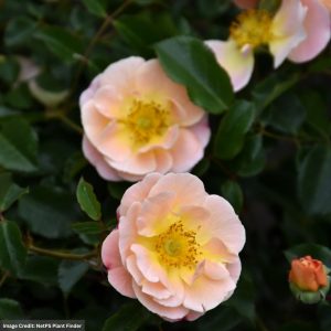Rose – Flower Carpet Amber – #2 Container