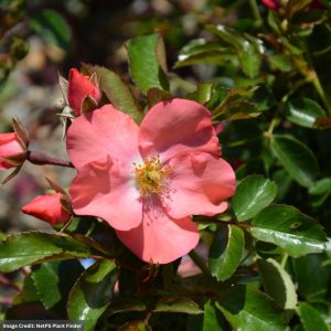 Rose – Flower Carpet Pink Supreme – #2 Container
