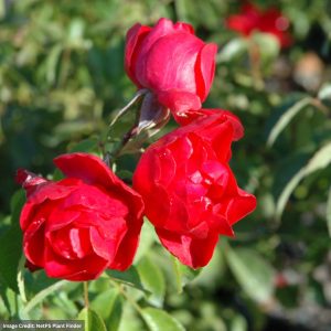 Rose – Flower Carpet Scarlet – #2 Container