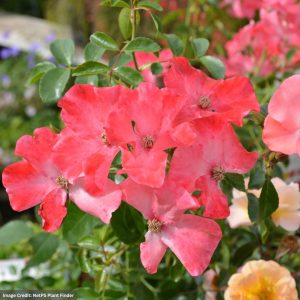 Rose – Flower Carpet Coral – #2 Container