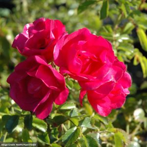 Rose – Flower Carpet Pink – #2 Container