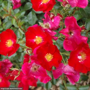 Rose – Flower Carpet Red – #2 Container