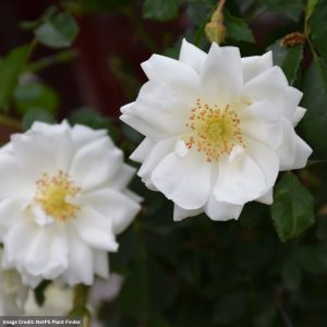 Rose – Flower Carpet White – #2 Container