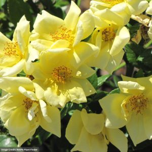 Rose – Flower Carpet Yellow – #2 Container