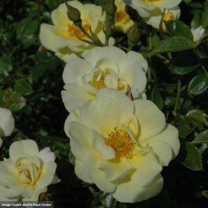 Rose – Drift Lemon – #2 Container