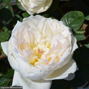 Rose (Floribunda) – Bolero – #2 Container