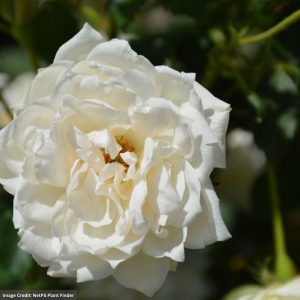 Rose (Shrub) – Icecap – #2 Container