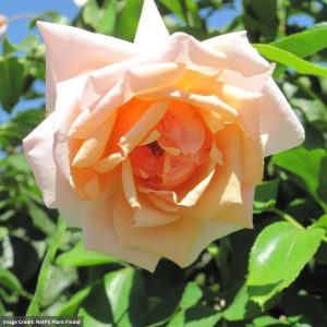 Rose (Grandiflora) – Mother of Pearl – #2 Container