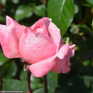 Rose (Hybrid Tea) – Sweet Mademoiselle – #2 Container