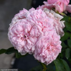 Rose (Shrub) – Reminiscent Pink – #3 Container