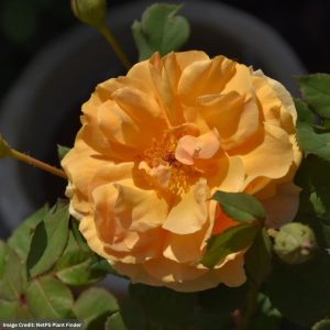 Rose (Climbing) – Rise Up Amberness – #3 Container