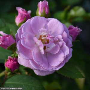Rose (Climbing) – Rise Up Lilac Days – #3 Container