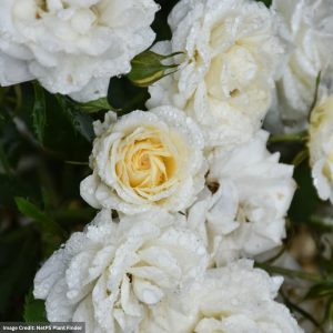 Rose – Drift Buttercream – #2 Container