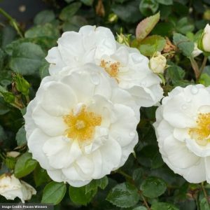 Rose (Shrub) – Oso Easy Ice Bay – #2 Container