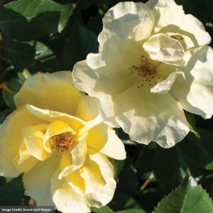 Rose – Easy Beezy Knock Out – #2 Container