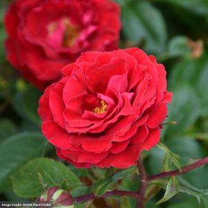 Rose (Floribunda) – Cherrytini – #3 Container