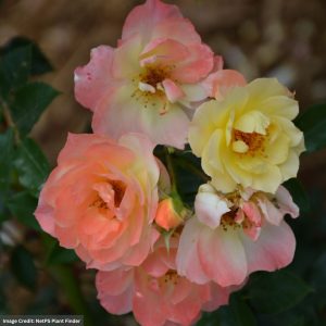 Rose (Climbing) – Color Cocktail – #3 Container