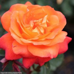Rose (Flower Carpet) – Showpiece Orange – #2 Container