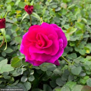 Rose (Flower Carpet) – Showpiece Purple – #2 Container