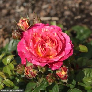 Rose (Floribunda) – Winning Streak – #2 Container