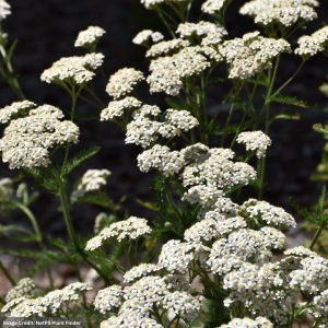 Common Yarrow (Achillea Millefolium) – #1 Container