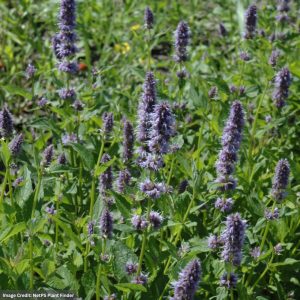 Anise Hyssop (Agastache Foeniculum) – #2 Container