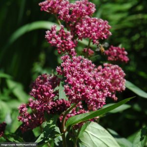 Milkweed (Asclepias Incarnata) – Swamp – #1 Container