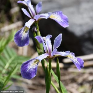 Northern Blue Flag (Iris) - Versicolor - #2 Container