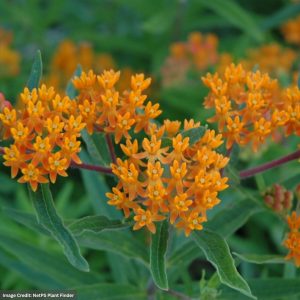 Butterfly Weed (Asclepias Tuberosa) – Gay Butterflies – #1 Container
