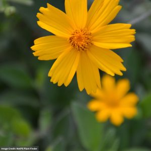 Tickseed (Coreopsis pubescens) – Sunshine Superman – #1 Container