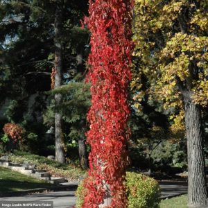 Virginia Creeper (Parthenocissus Quinquefolia) – #2 Container