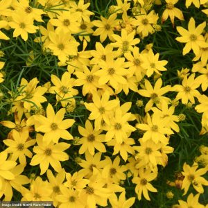 Tickseed (Coreopsis) – Verticillata – #1 Container