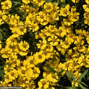 Sneezeweed (Helenium Autumnale) – #2 Container